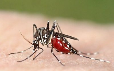 MySchool – Novel dengue hemorrhagic fever control project focused on local capacity launched in Myanmar